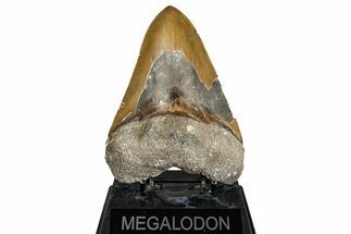 Huge, Fossil Megalodon Tooth - North Carolina #342157