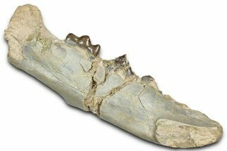 Fossil Predatory Pig (Archaeotherium) Jaw Section - Nebraska #342291