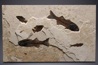 Stunning Green River Fossil Fish Mural with Several Species #342449