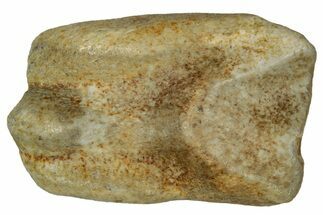 Fossil Dinosaur (Triceratops) Shed Tooth - Montana #339774