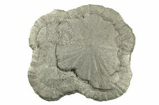 Radiant Pyrite Sun - Sparta, Illinois #342531