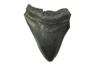 Fossil Megalodon Tooth - South Carolina #341370