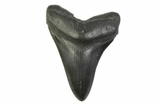 Fossil Megalodon Tooth - South Carolina #341376