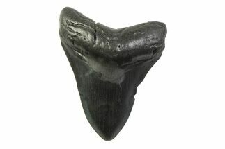 Fossil Megalodon Tooth - South Carolina #341395