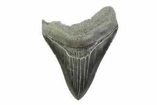 Serrated, Fossil Megalodon Tooth - South Carolina #341402