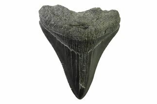 Serrated, Fossil Megalodon Tooth - South Carolina #341415