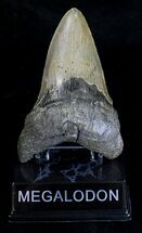 Robust Megalodon Tooth - Serrated #18396