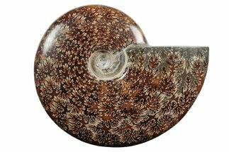 Polished Ammonite (Cleoniceras) Fossil - Madagascar #339114