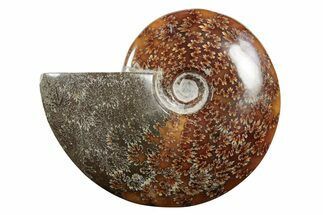 Polished Ammonite (Cleoniceras) Fossil - Madagascar #339115