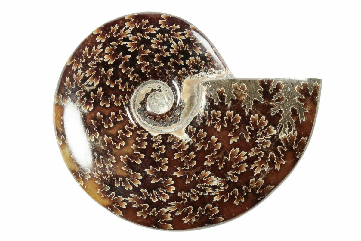 Ammonite Intera Naturale Fossile Madagascar 175gr 95mm | 23 - Foto 5