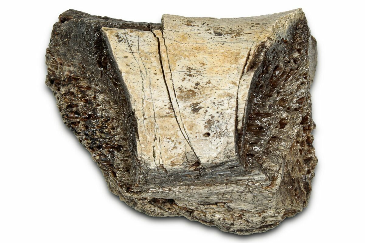 Rex Bone 1.6