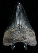 Megalodon Tooth - Great Tip & Serrations #18338