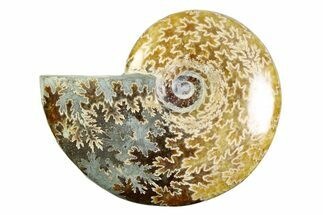 Polished Ammonite (Cleoniceras) Fossil - Madagascar #339239