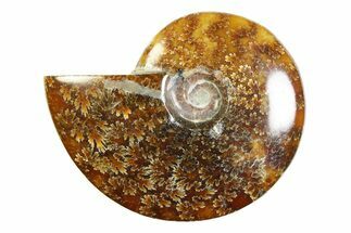 Polished Ammonite (Cleoniceras) Fossil - Madagascar #339242