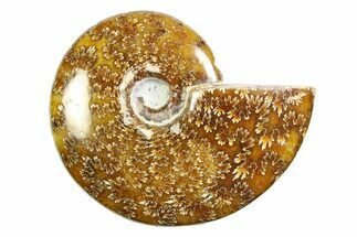 Polished Ammonite (Cleoniceras) Fossil - Madagascar #339243