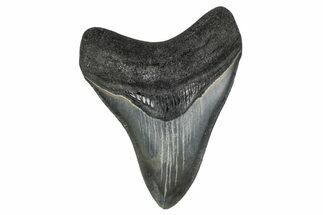Colorful, Fossil Megalodon Tooth - Georgia #338706