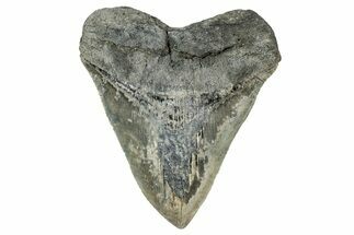 Serrated, Fossil Megalodon Tooth - Georgia #338794