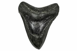 Serrated, Fossil Megalodon Tooth - Georgia #338795