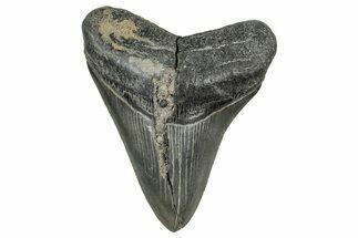 Fossil Megalodon Tooth From Georgia - Repaired #338823