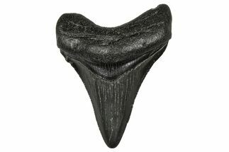Serrated, Juvenile Megalodon Tooth - South Carolina #340459