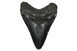 Serrated, Juvenile Megalodon Tooth - South Carolina #340460
