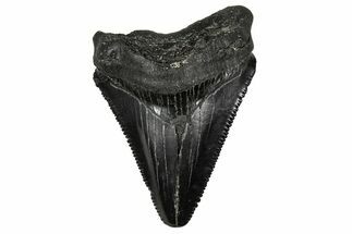 Serrated, Juvenile Megalodon Tooth - South Carolina #340464
