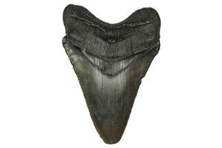 Serrated, Juvenile Megalodon Tooth - South Carolina #340472