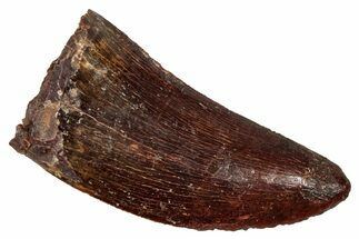 Serrated, Carcharodontosaurus Tooth - Real Dinosaur Tooth #341284