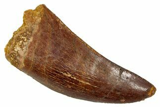Serrated, Carcharodontosaurus Tooth - Real Dinosaur Tooth #341286