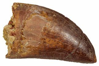 Serrated, Carcharodontosaurus Tooth - Real Dinosaur Tooth #341310