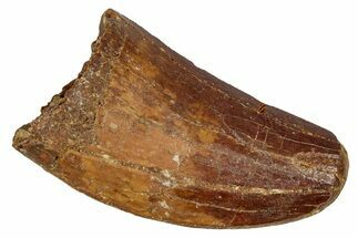 Serrated, Carcharodontosaurus Tooth - Feeding Worn Tip #341321