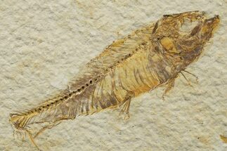 Bargain, Detailed Fossil Fish (Knightia) - Wyoming #340793