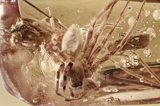 Fossil Caddisfly (Trichoptera) & Huge Spider (Araneae) in Baltic Amber #343232