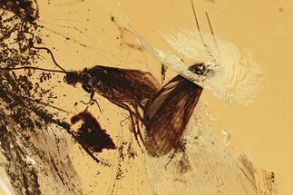 Two Fossil Caddisflies (Trichoptera) In Baltic Amber - Mate Guard! #343240