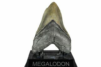 Serrated, Fossil Megalodon Tooth - North Carolina #338590