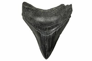 Fossil Megalodon Tooth - South Carolina #341433