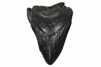 Fossil Megalodon Tooth - South Carolina #341439