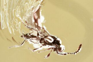 Fossil Parasitoid Wasp (Platygastridae) in Baltic Amber #343264