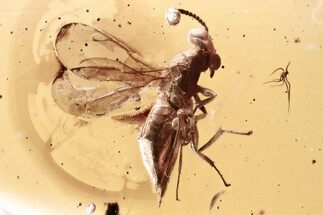 Detailed Fossil Wasp and Dark-Winged Fungus Gnat in Baltic Amber #343275