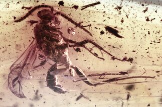 Detailed Fossil Spider Wasp (Pompilidae) In Baltic Amber #343307