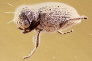Detailed Fossil Beetle (Ptinidae) in Baltic Amber #343320