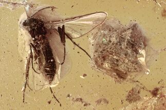 Detailed Fossil Fungus Gnat (Mycetophilidae) & Bark In Baltic Amber #343355