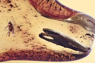 Detailed Fossil Fly (Dolichopodidae) and Leaf (Grass) in Baltic Amber #343370