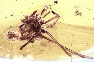 Partial Fossil Daddy Long-Leg in Baltic Amber #343374