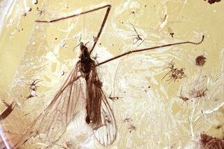 Detailed Fossil Fungus Gnats and Crane Fly in Baltic Amber #343408