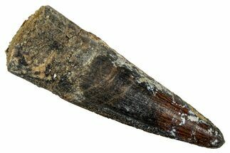 Fossil Spinosaurus Tooth - Dark Enamel Preservation #343494