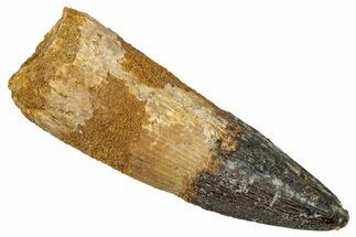 Fossil Spinosaurus Tooth - Real Dinosaur Tooth #343496
