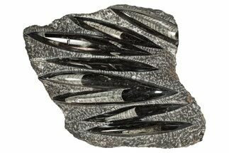 Polished Fossil Orthoceras (Cephalopod) Plate - Morocco #341361