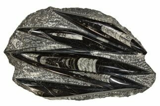 Polished Fossil Orthoceras (Cephalopod) Plate - Morocco #341445