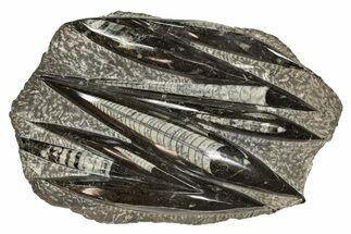 Polished Fossil Orthoceras (Cephalopod) Plate - Morocco #341449